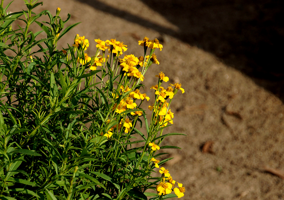 Artemisia dracunculus yellow flowers 