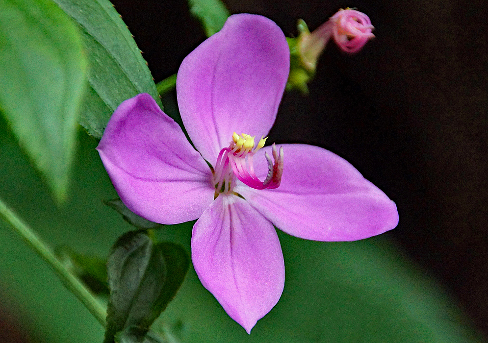 A pink Arthrostemma ciliatum flower with yellow anthers