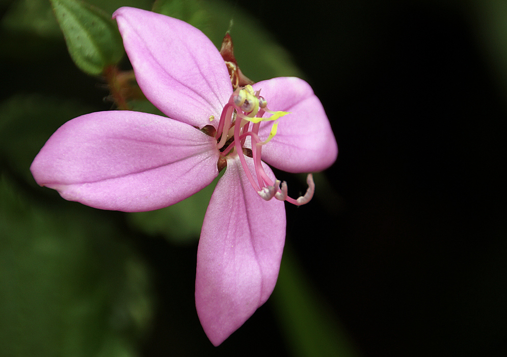 Attractive pink arthrostemma ciliatum flower with yellow anthers