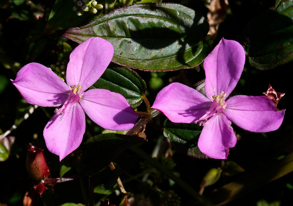 Arthrostemma ciliatum Twin Flowers Two vivid violet flowers of Arthrostemma ciliatum with four wide petals and bright yellow stamens, blooming side by side above dark green ribbed leaves