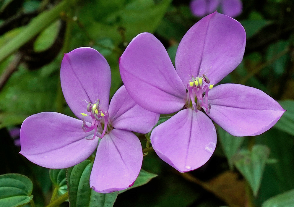 Arthrostemma ciliatum Violet Flowers Close-up of two vibrant violet Arthrostemma ciliatum flowers with smooth, rounded petals and delicate central stamens, standing out against a blurred forest background