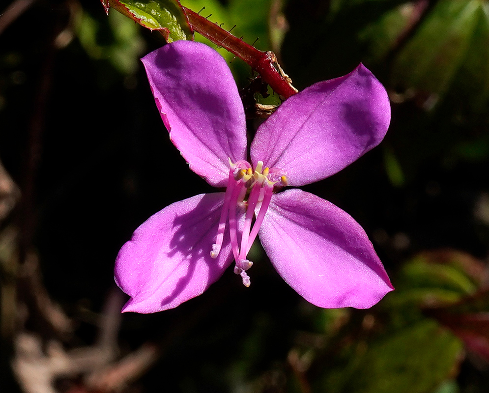 Arthrostemma Ciliatum Flower A close-up of a vibrant Arthrostemma ciliatum flower with four broad magenta petals and delicate pink stamens, set against a dark leafy background