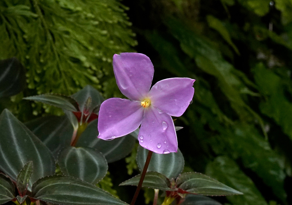 Arthrostemma parvifolium Flower Single pink-lavender flower of Arthrostemma parvifolium with four petals and a yellow center, emerging above dark green, veined foliage in a shaded forest setting