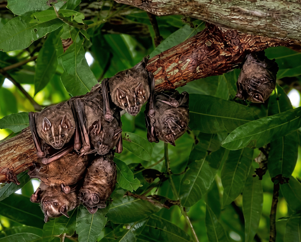 Several Artibeus jamaicensis bats hang together with their folded wings and faces visible