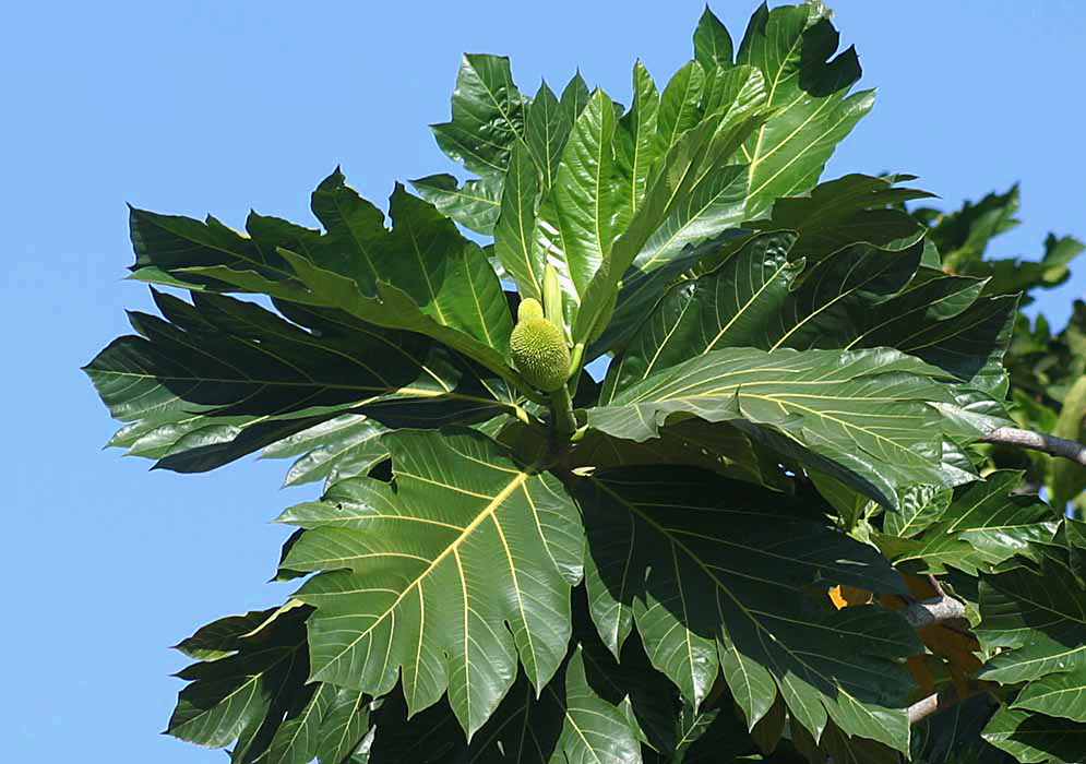 A green Artocarpus altilis fruit on the tip of a tree branch above large dark-green leaves with yellow vains under blue sky