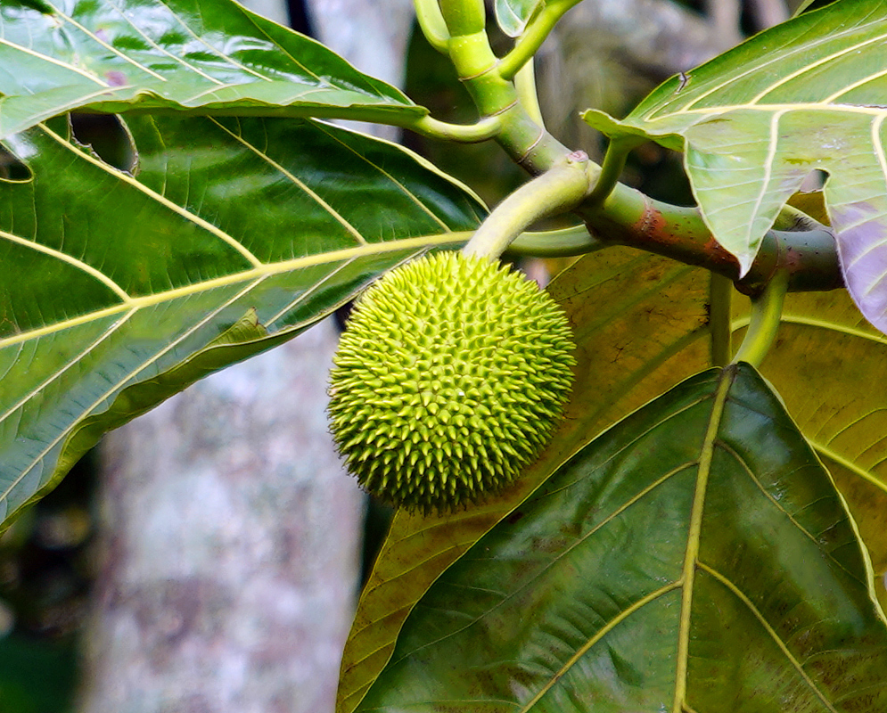 Round spiny green Artocarpus altilis fruit hanging from a treev
