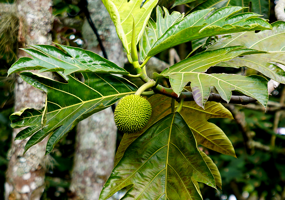 Round spiny green Artocarpus altilis fruit hanging from a tree