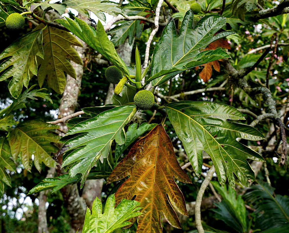 Artocarpus altilis large leaves and fruit