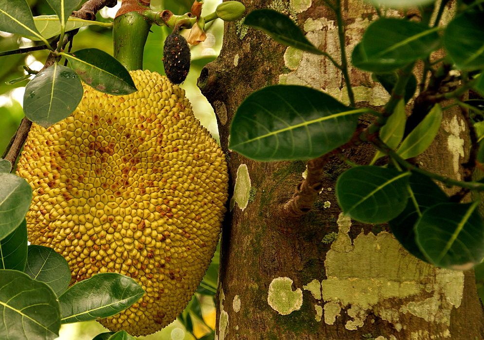 A yellow with brown Artocarpus heterophyllus fruit against the brown, green and cream colored tree trunk