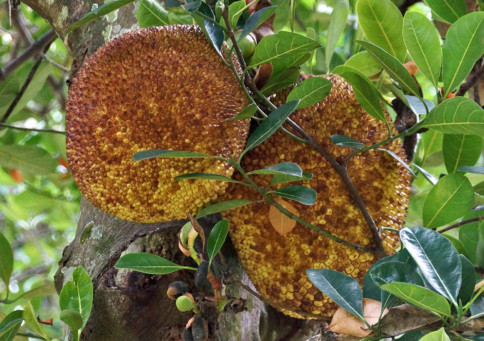Two brown with yellow Artocarpus heterophyllus fruitson the tree