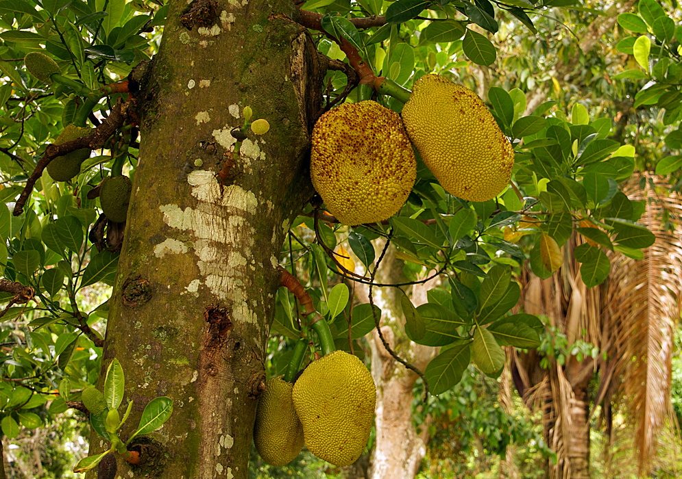 Four mustard-colored Artocarpus heterophyllus fruits along with smaller green fruit on the tree