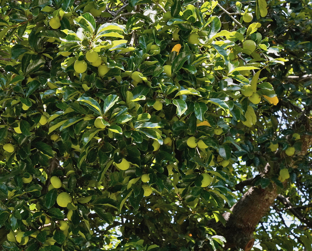 An Artocarpus nitidus branch carries rounded yellow-green fruits among glossy leaves