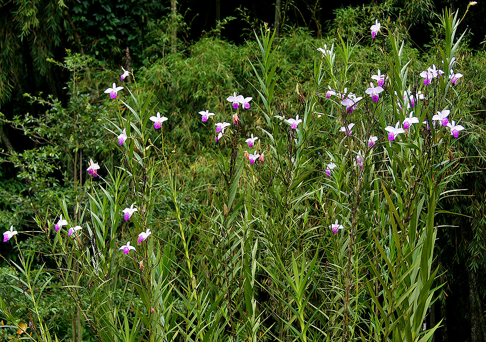 A group of tall flowering bamboo orchids 