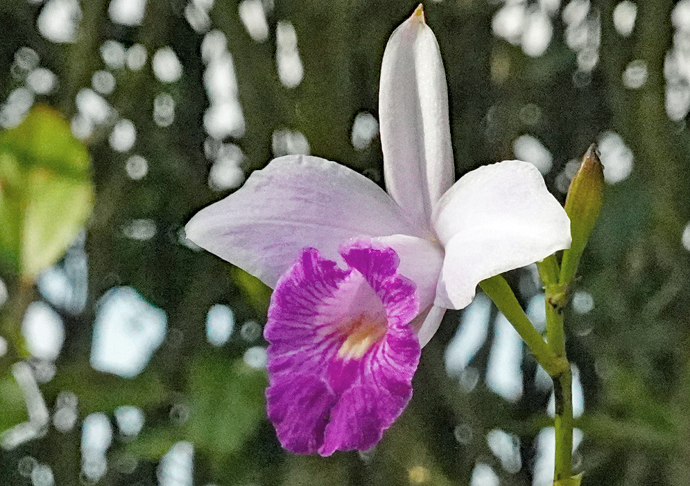 An Arundina graminifolia flower with white tepals and ruffled purple labellum