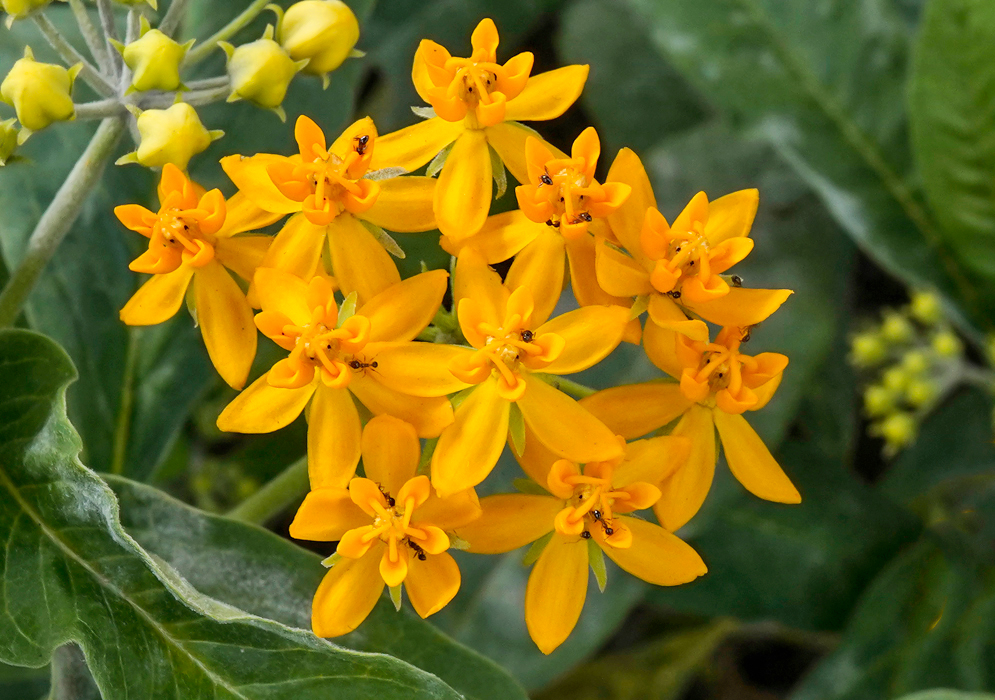 Small Asclepias curassavica bush with yellow flowers
