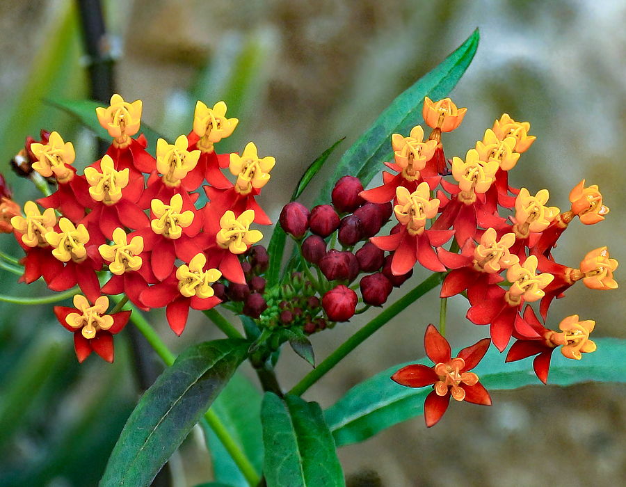 Beautiful Asclepias curassavica red-orange flowers with yellow hoods