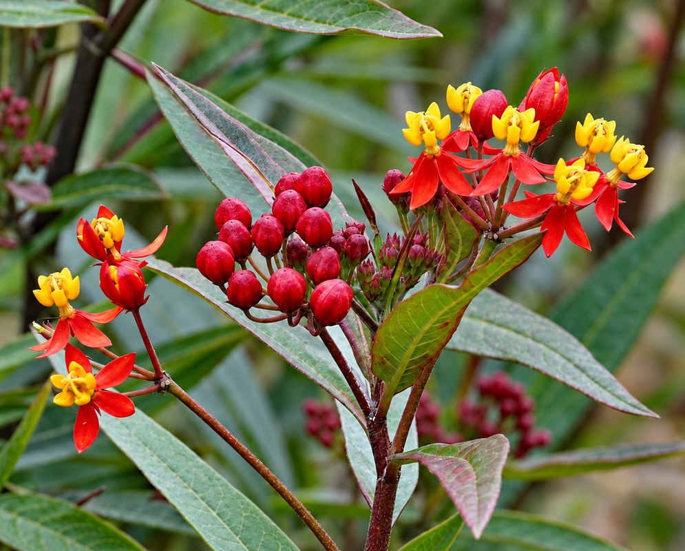 Beautiful Asclepias curassavica red-orange flowers with yellow hoods
