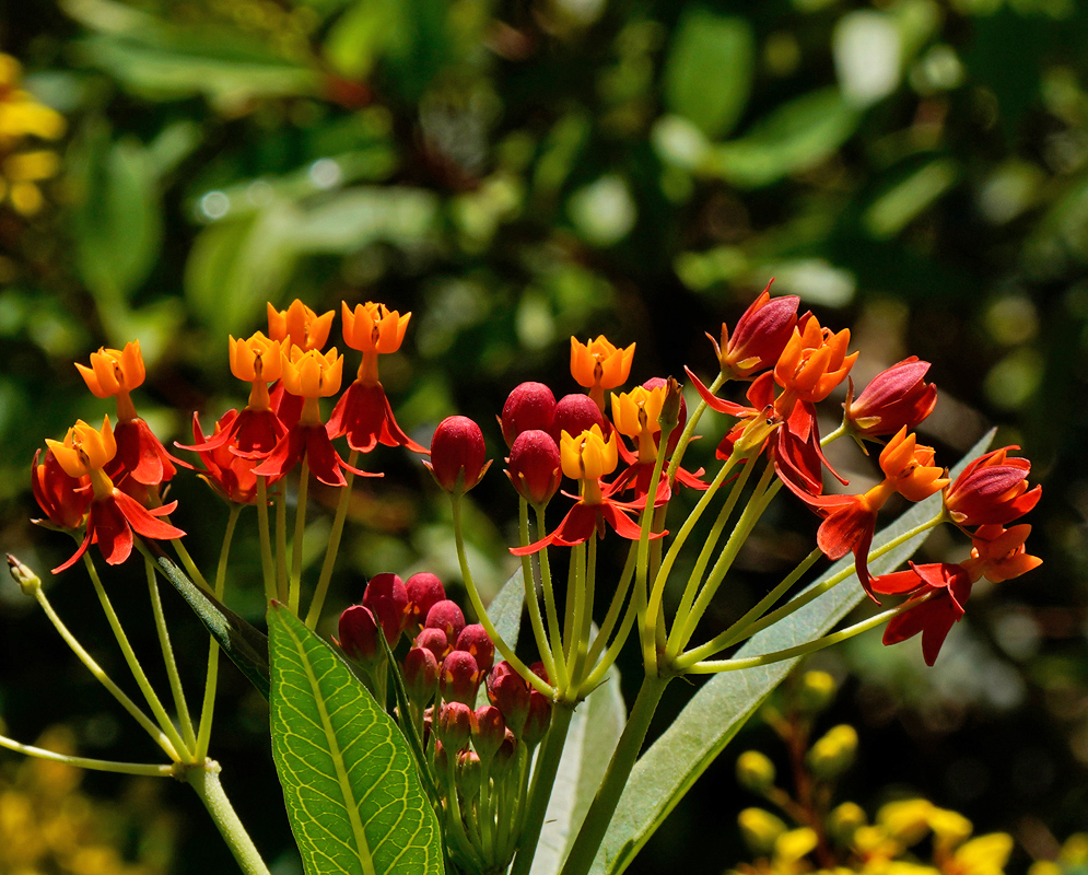 Red Asclepias curassavica flower buds and flowers