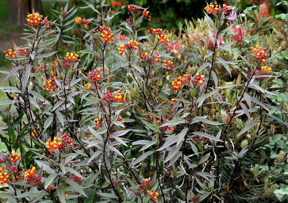 Spikes of red and yellow Asclepias curassavica flowers