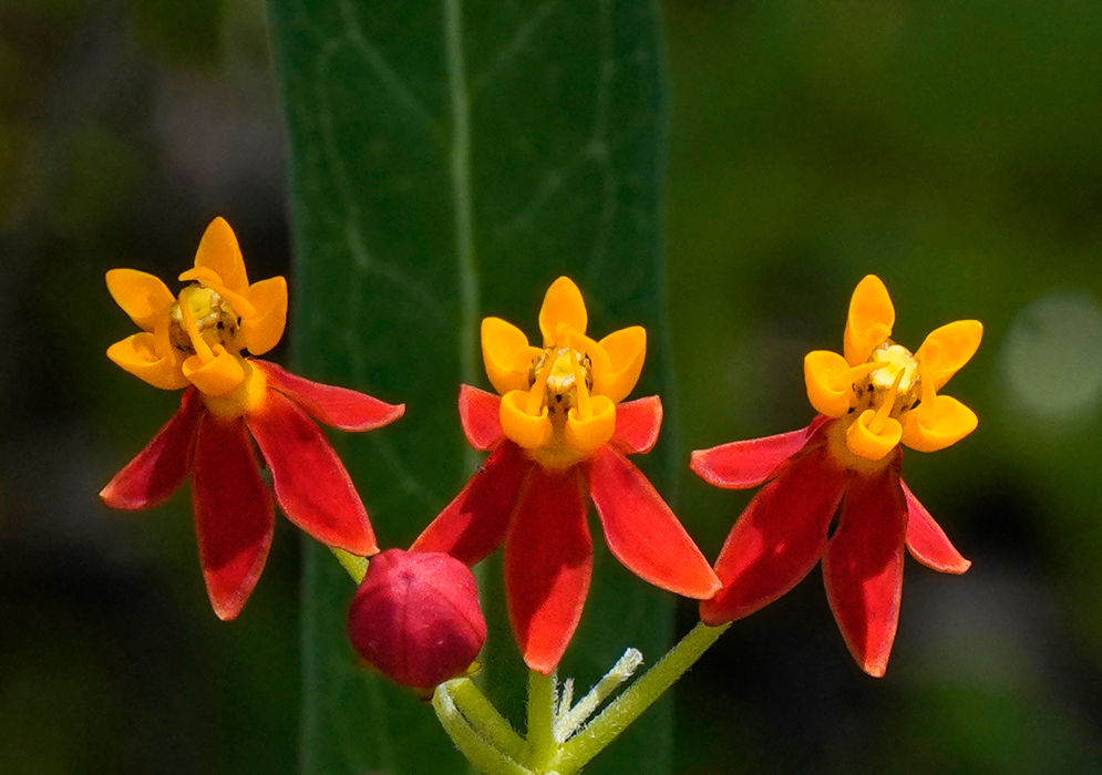 Asclepias curassavica red and yellow flowers