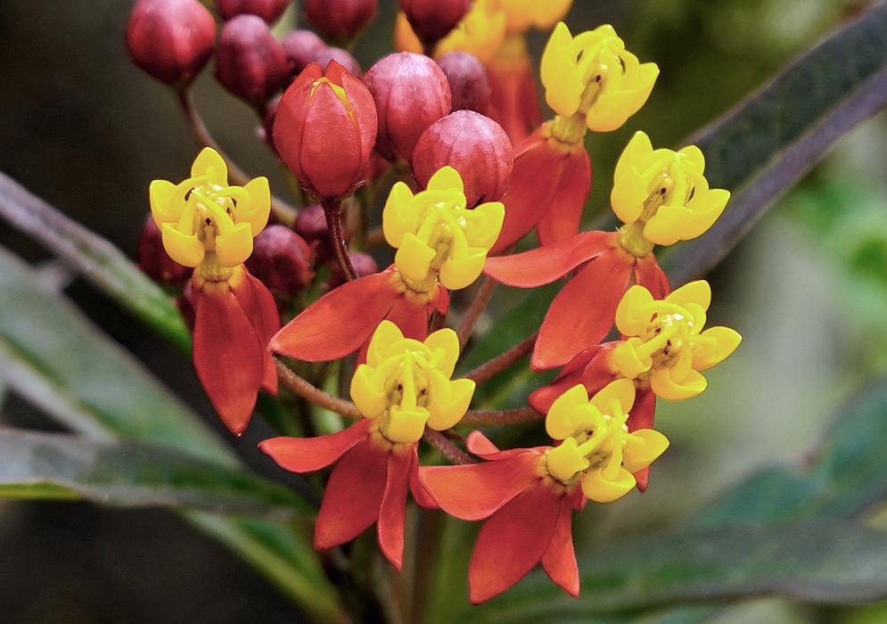 Beautiful red-orange Asclepias curassavica flowers with yellow hoods