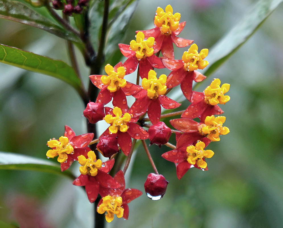 Asclepias curassavica flowers covered in raindrops