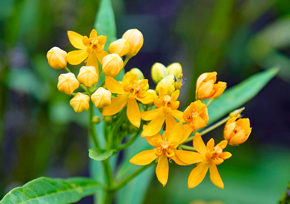 A cluster of yellow Asclepias curassavica flowers and buds