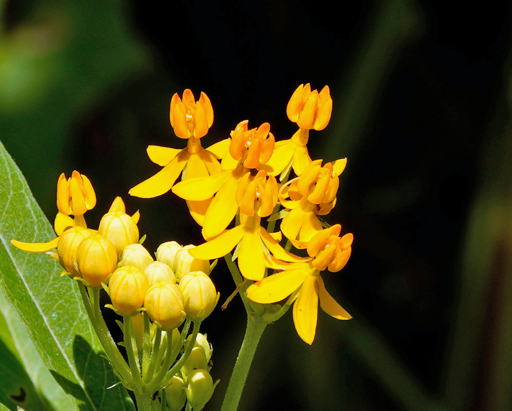 Asclepias Curassavica Yellow Flower A bright yellow cluster of Asclepias curassavica flowers with upright hoods and pendulous corollas, accompanied by unopened round buds against a dark background