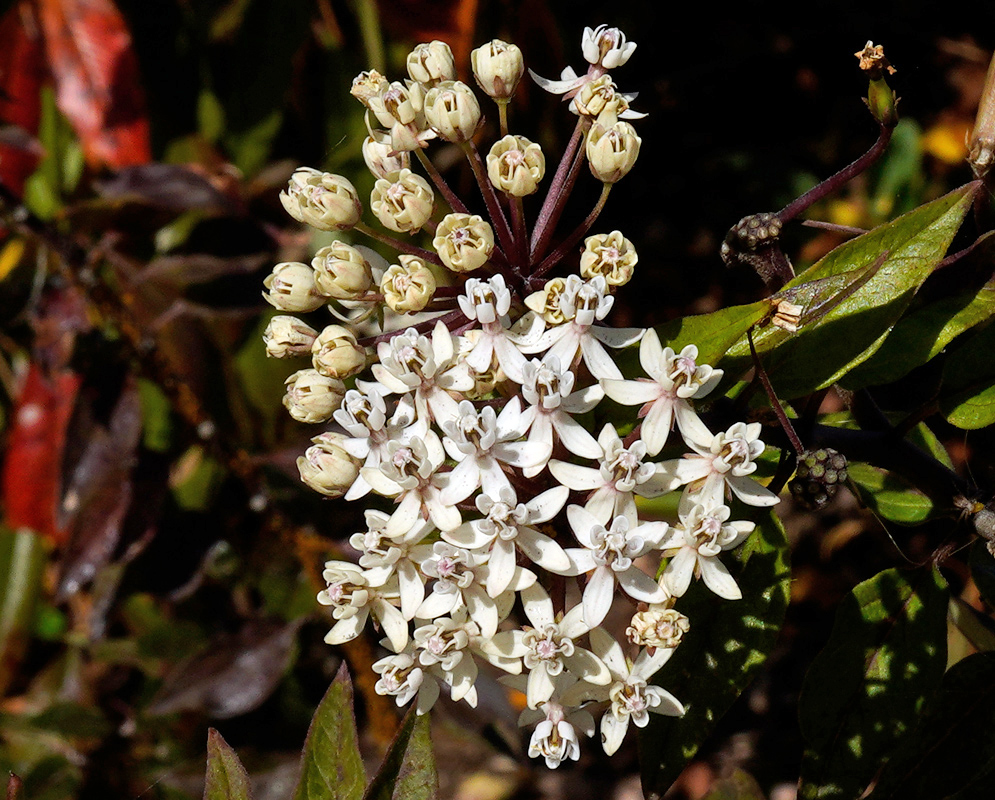 Asclepias texana Flowers Cluster of white star-shaped flowers of Asclepias texana with pink-tinged centers, surrounded by lance-shaped green leaves in bright sunlight