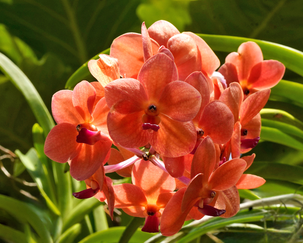 Cluster of bright orange Ascocenda Duang Porn orchid flowers with magenta lips, growing among green strap-like leaves in sunlight
