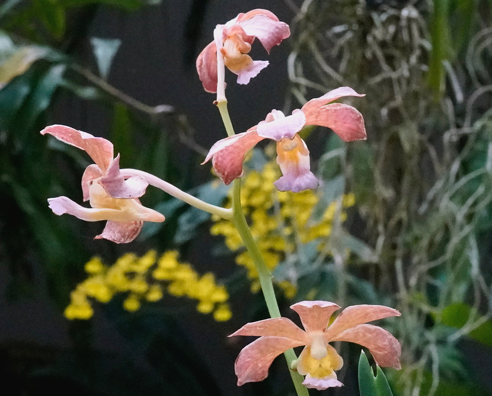 Pink-orange flowers with slender spreading segments hang from an Ascocenda/Vanda Memoria Louis Hatos × Chri. stem