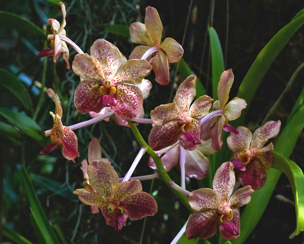 Ascocentrum Motes Mandarin bears copper-pink spotted flowers with purple lips above narrow leaves