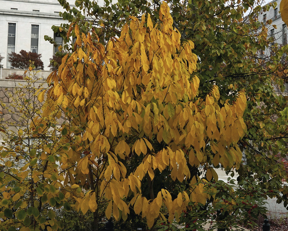 Asimina triloba forms a small tree with long drooping golden-yellow autumn leaves beside a white building