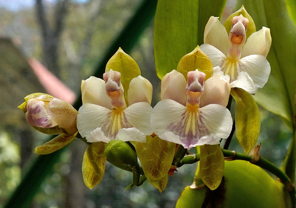 Aspasia epidendroides Orchid Cluster of Aspasia epidendroides orchid flowers with white petals, pale pink-purple lips, and yellow-green sepals set against elongated green leaves
