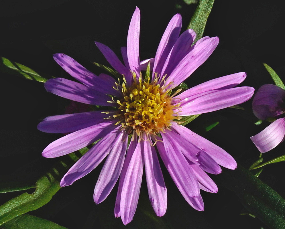 An Aster Wood’s Pink flower has lavender-pink rays surrounding a yellow central disc