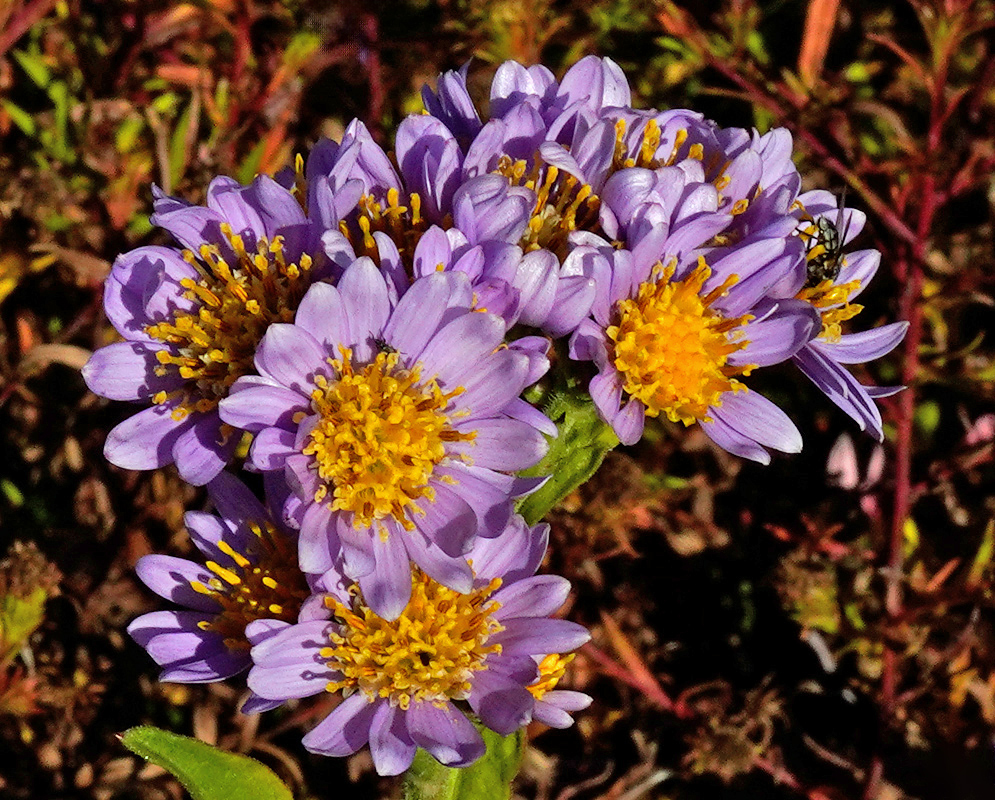 Cluster of Aster tataricus ‘Jindai’ flowers with bright yellow centers surrounded by purple ray petals, set against a blurred natural background.