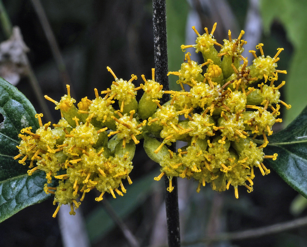 Clusters of small yellow Asteraceae flower heads with protruding tubular florets and divided styles