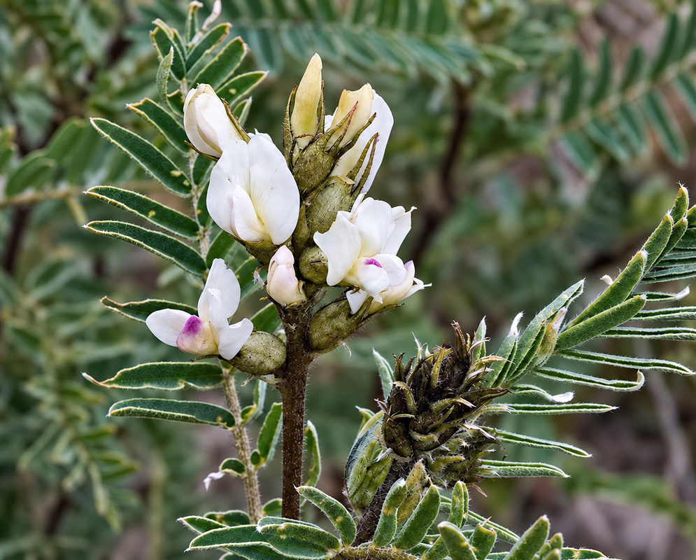Astragalus garbancillo White Purple Marked Pea Flowers Astragalus garbancillo has white pea shaped flowers with small purple markings beside narrow leaflets