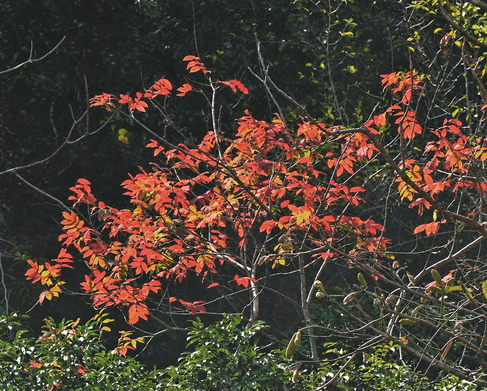 Astronium graveolens has a spreading crown of orange-red leaves on slender branches against dark woodland