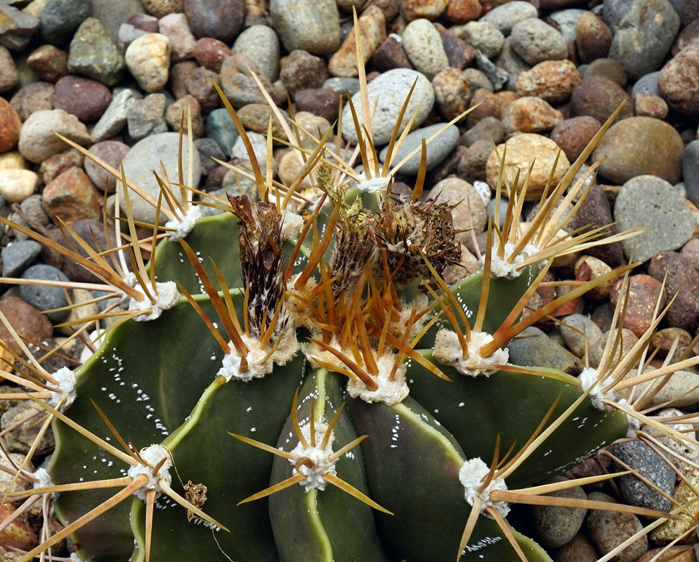 Astrophytum ornatum has a dark green ribbed stem with yellow-brown spines and dried flower remains around its woolly crown
