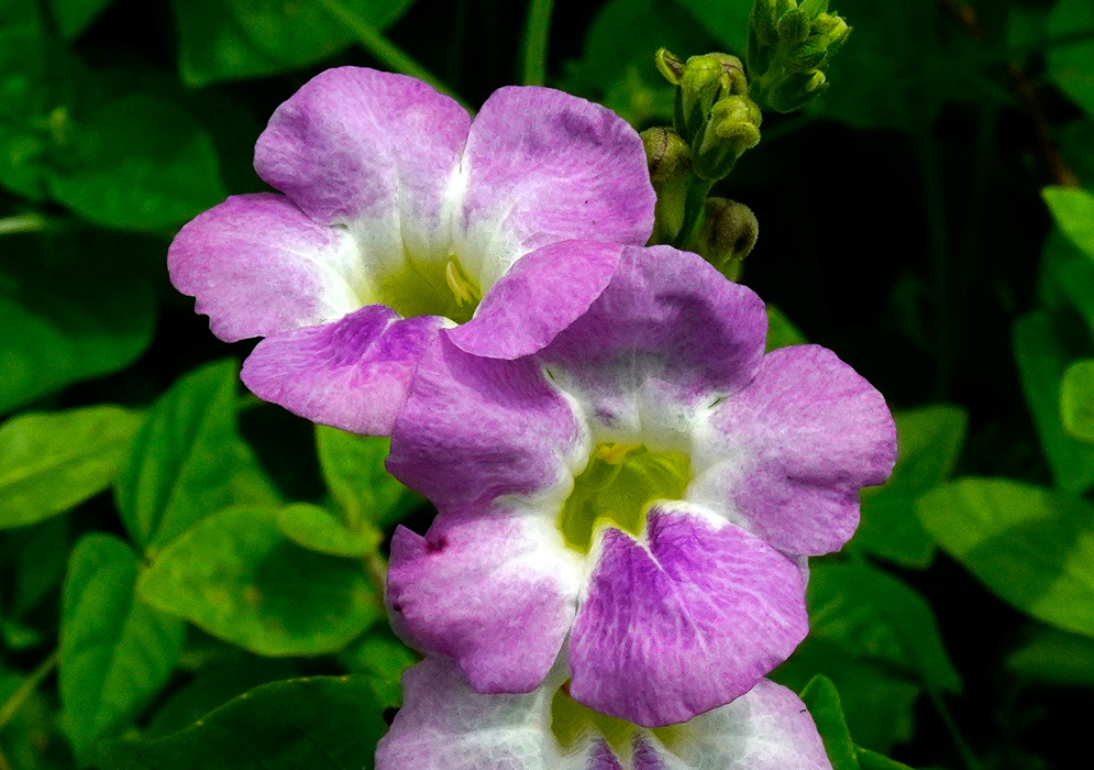 Asystasia Gangetica Purple Flowers A close-up of two vibrant Asystasia gangetica flowers with rich purple petals and contrasting white centers, set against a lush green leafy background