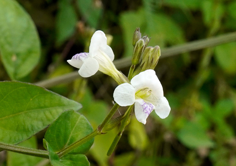 Asystasia intrusa Flower Delicate white Asystasia intrusa flowers with purple markings on the lower petals, blooming among green foliage