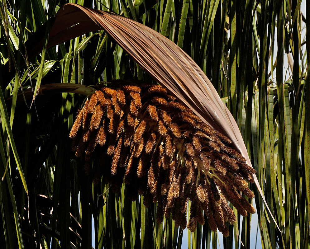 Large brown inflorescence of Attalea cohune palm hanging beneath long green fronds