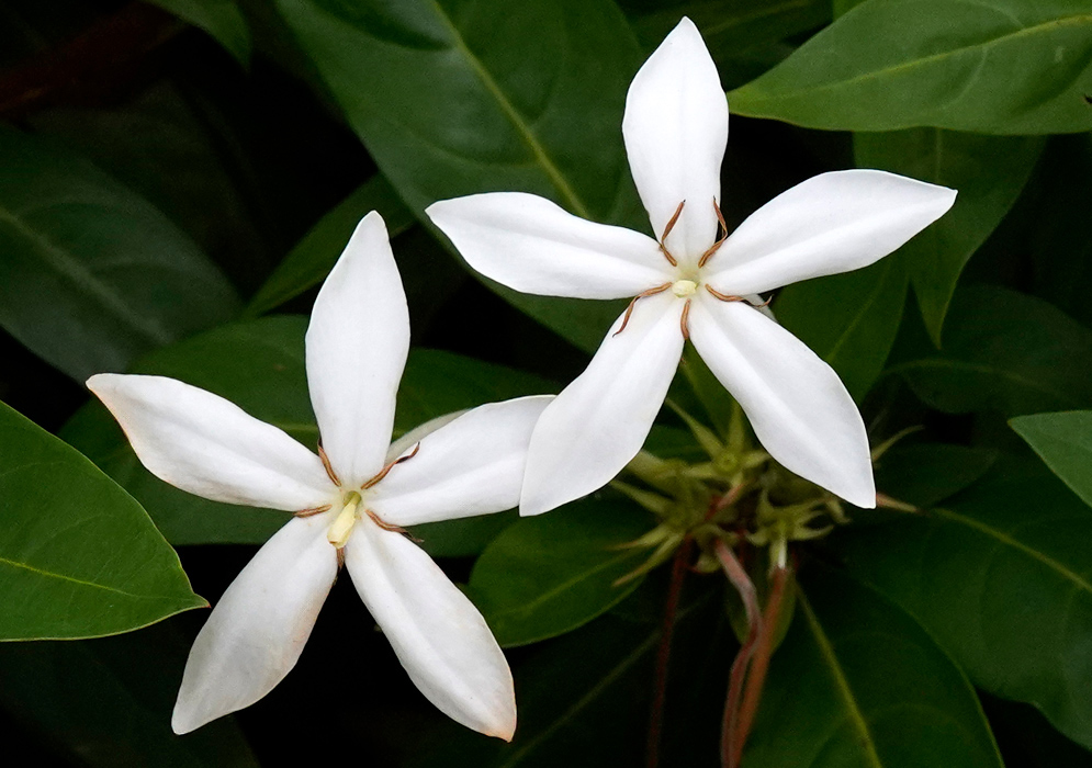 Two star-shaped white flowers of Augusta rivalis blooming against dark green leaves