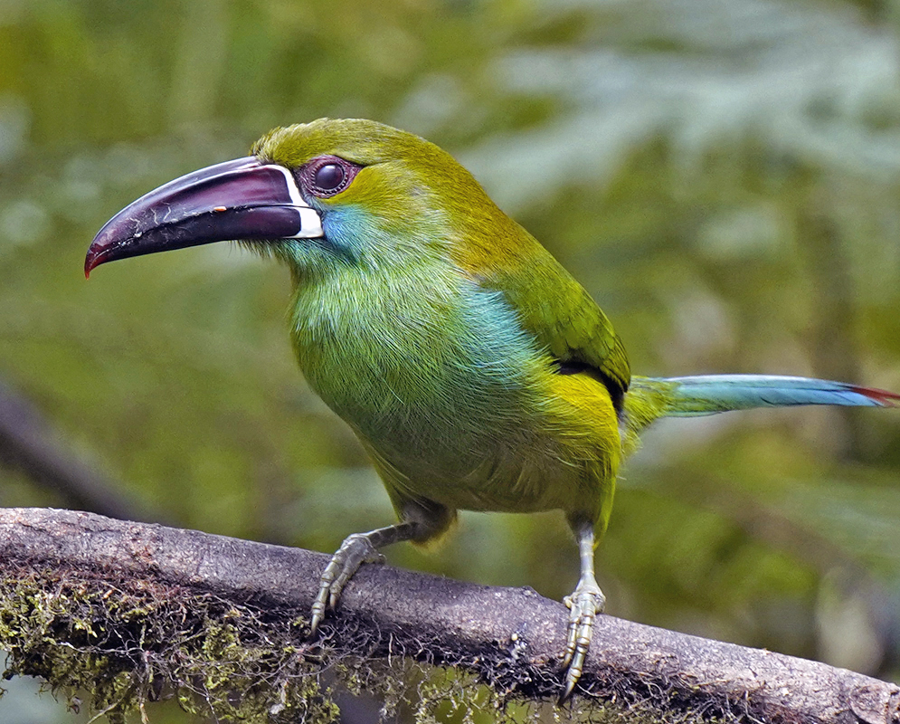 Crimson-rumped Toucanet Resting Close-up of Crimson-rumped Toucanet showing turquoise throat feathers, green body, and colorful beak while perched in a tropical forest setting