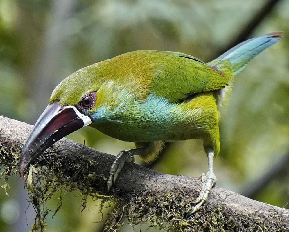 Aulacorhynchus haematopygus Feeding An Aulacorhynchus haematopygus feeding with its bill, head, and plumage visible