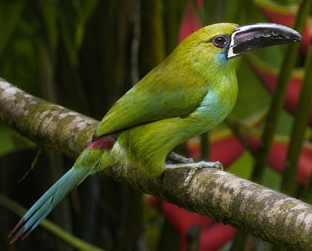 Aulacorhynchus haematopygus Perched An Aulacorhynchus haematopygus perched with its plumage and characteristic features visible