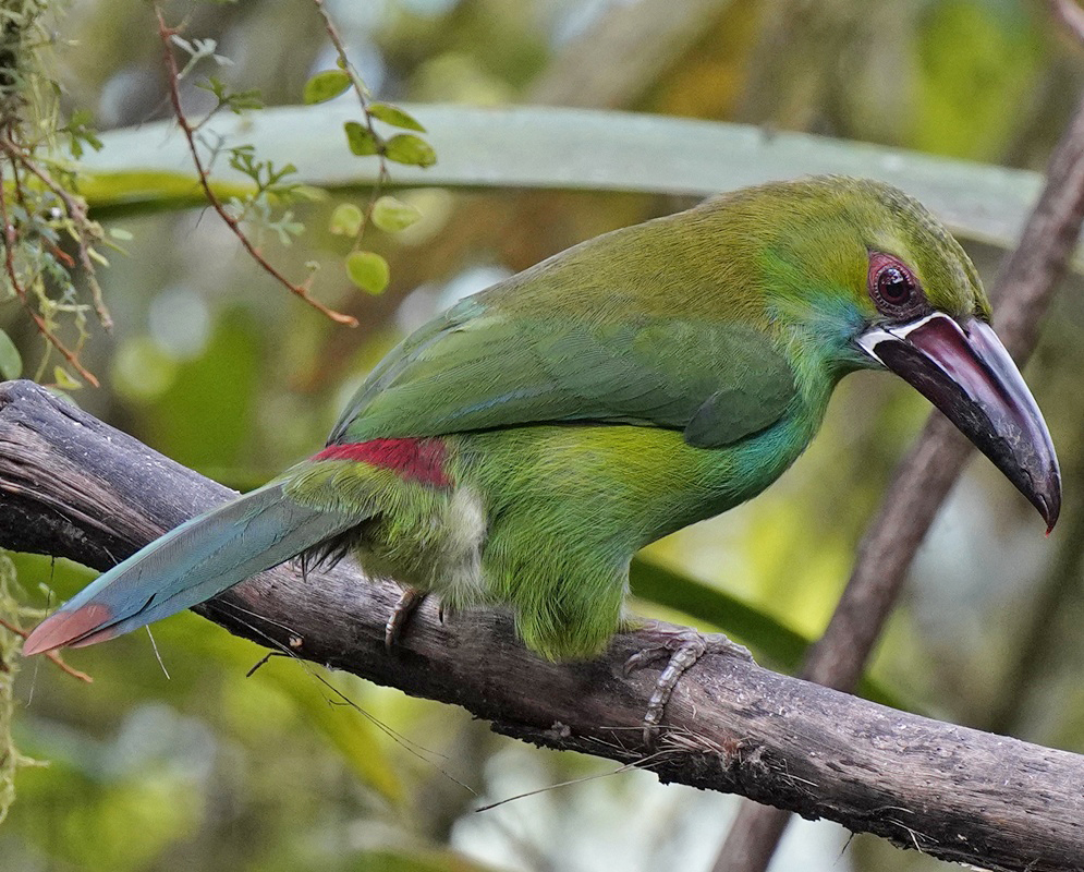 Aulacorhynchus haematopygus Red Rump An Aulacorhynchus haematopygus shown in a view emphasizing red rump, with its characteristic plumage visible