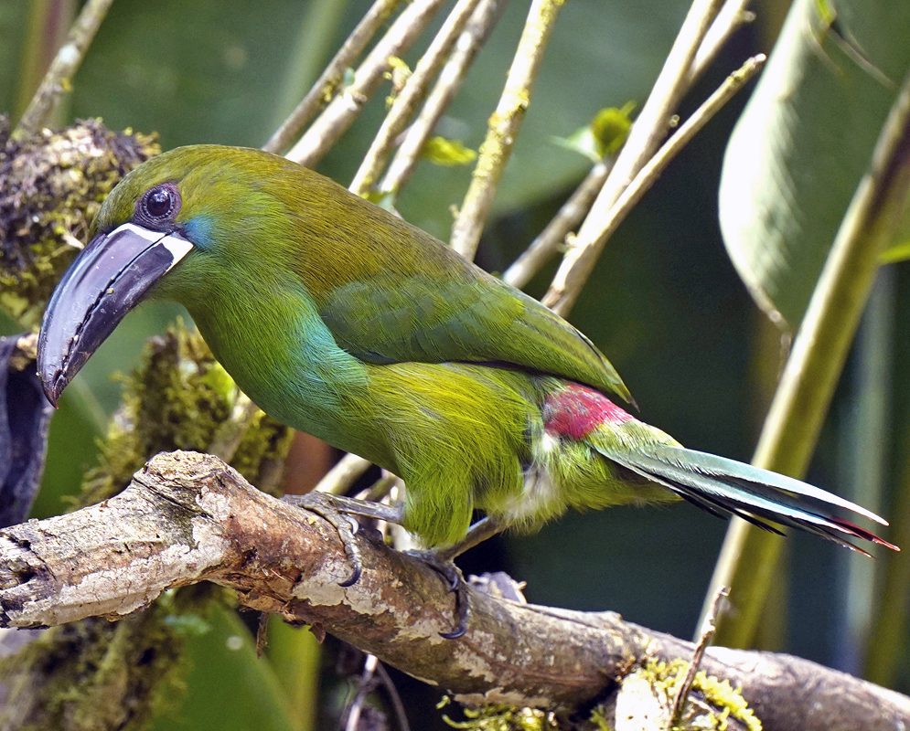 Crimson-rumped Toucanet Perched Side view of a Crimson-rumped Toucanet with green plumage, a red rump, and a black-and-white bill resting on a mossy tree branch in tropical forest