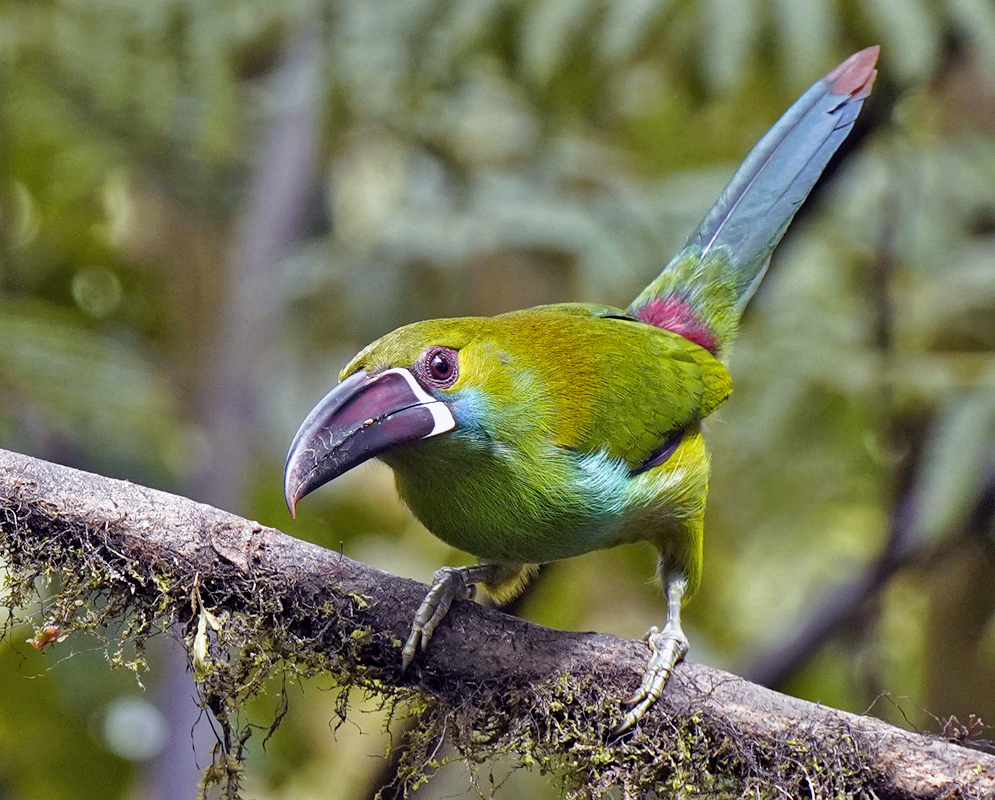 Crimson-rumped Toucanet Crimson-rumped Toucanet with vibrant green body, red rump, blue throat, and thick black-and-white bill gazing forward on a branch in tropical habitat